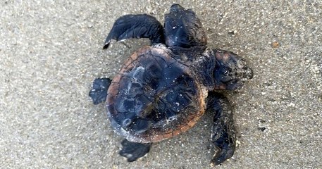 États-Unis : une tortue à deux têtes a été découverte en Caroline du Nord