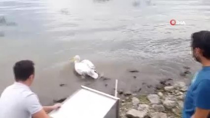 Tedavisi tamamlanan pelikan doğaya bırakıldı