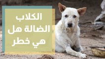 الكلاب الضالة هل هي خطر على الناس ؟