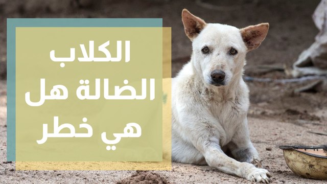 الكلاب الضالة هل هي خطر على الناس ؟