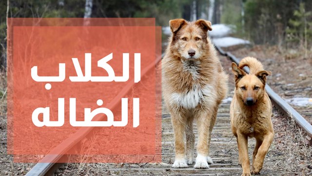 كيف نقضي على ظاهرة الكلاب الضاله دون قتلها ؟