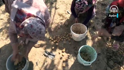 Dünya sofralarını süsleyen Aydın incirinde hasat heyecanı
