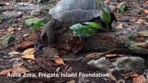 La tartaruga gigante di Aldabra, vera vegetariana o spietata assassina?