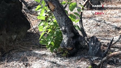 Günlerdir yanan ormanların içinde izliyorlar: Sırrını çözmeye çalışıyoruz