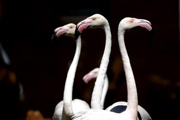 Kayseri Hayvanat Bahçesi'ndeki flamingolar özel ilgiyle ağırlanıyor