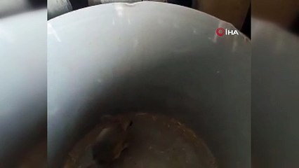 Elazığ'da nesli tükenme tehlikesi altında bulunan Arap tavşanı görüntülendi