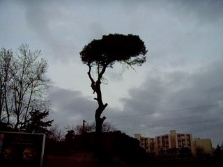 Elagage casseur flotteur 2