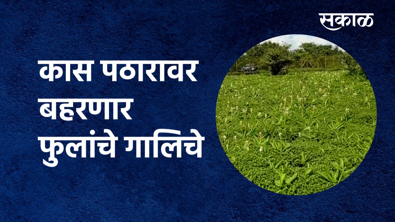 Kaas Pathar: कास पठारावर बहरणार फुलांचे गालिचे...