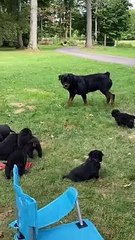 Dog Fascinated by First Puppy Meeting