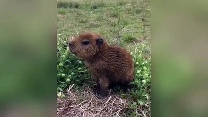 El tierno carpincho Bebé que se hizo viral en Tik Tok
