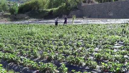 GAZİANTEP - İslahiye'de üreticilere fide desteği