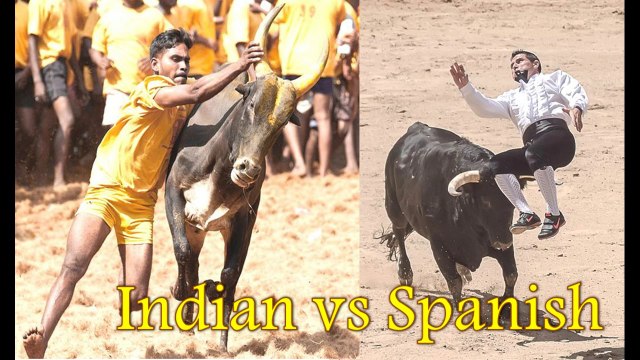 INDIAN VS SPANISH BULLFIGHT ! JALLIKATTU! BULL FIGHT