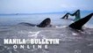 Trapped whale shark off Quezon shore​ freed