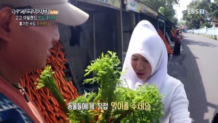 세계테마기행 - 고고 아일랜드- 밀림에 산다, 인도네시아_#002