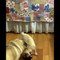 AWW SOO Cute and Funny Pug Puppies - Funniest Pug Ever #18