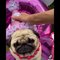 AWW SOO Cute and Funny Pug Puppies - Funniest Pug Ever #16