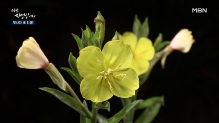 밤에만 피는 꽃이 있다?! 감기 예방에 효과적인 '달맞이꽃'