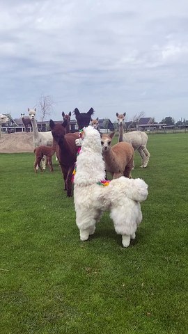 Alpaca Imposter