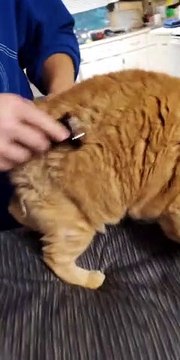 Cat Warbles When Groomed