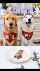 2021 new cute cat pet funny clips