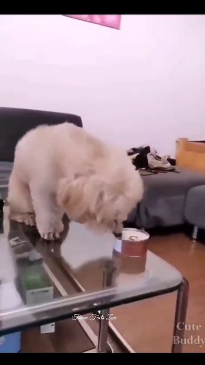 Cute cat funny video