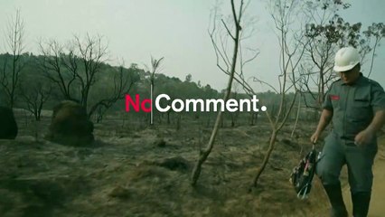 Brésil : un parc naturel ravagé par un incendie