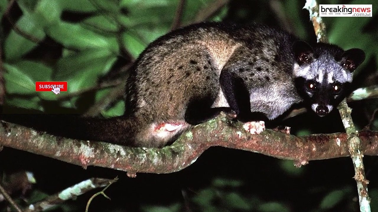 নাম কেন তার গন্ধগোকুল। গন্ধগোকুল। বাঘডাস। asian palm civet