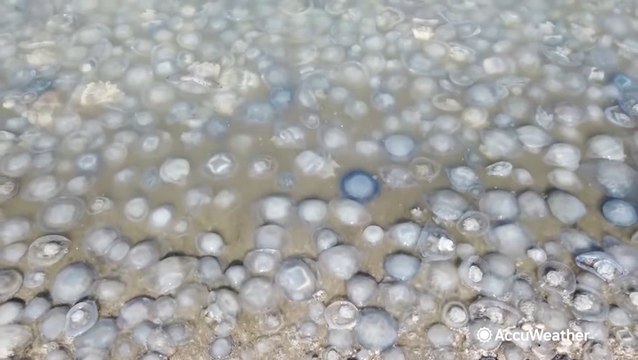 Swarm of jellyfish takes over Crimea shores