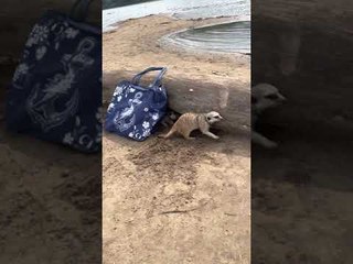 Man Summons Pet Meerkats