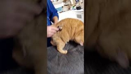 Cat Warbles When Groomed
