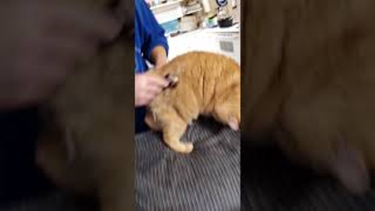 Cat Warbles When Groomed