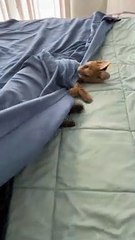 Serval Wants to Stay in Bed