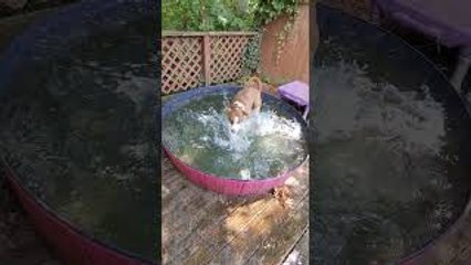 Splish Splash Fun for Pups