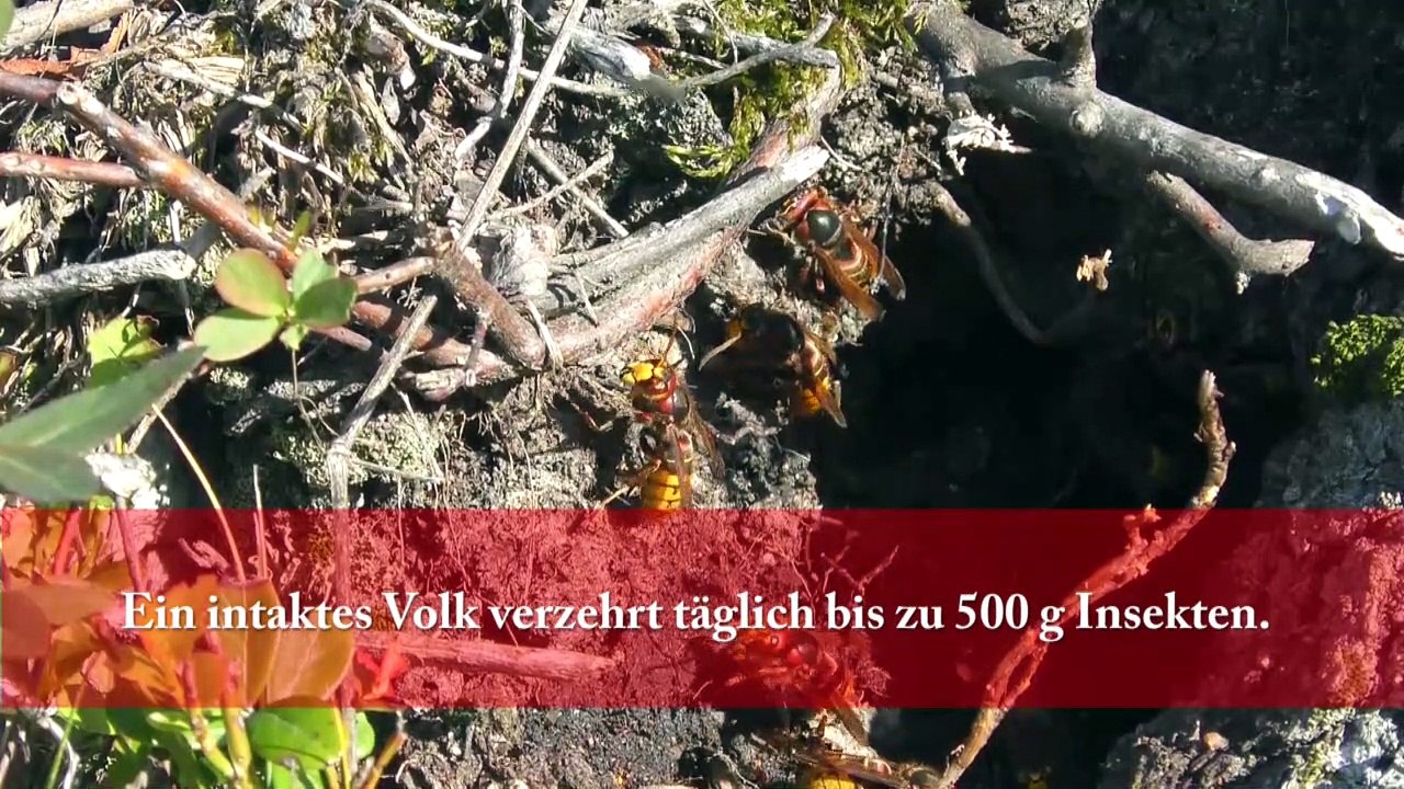 Die Hornisse - friedlicher Brummer | Region im Bild