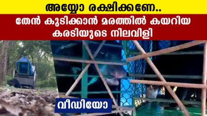 Bear trapped in a tree while taking honey video