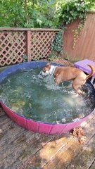 Splish Splash Fun for Pups