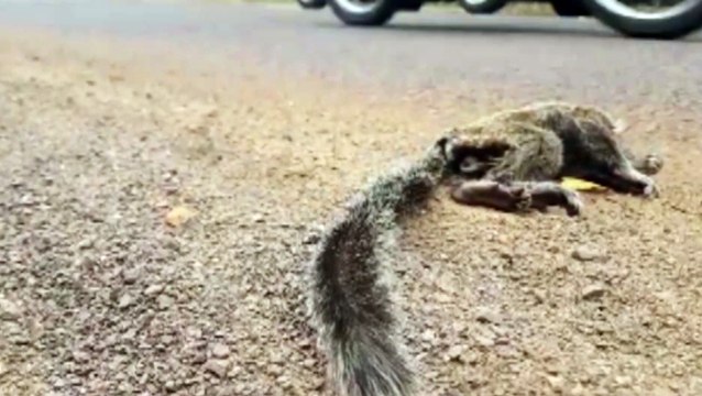 Sagui é encontrado morto nas proximidades do zoológico municipal