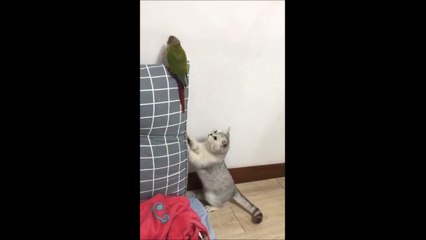 Un chaton prit sur le fait... "non non je ne fais rien de mal"