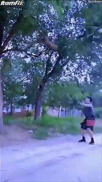 Ce chien est un véritable acrobate