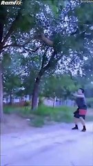 Ce chien est un véritable acrobate