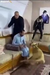 Il veut juste jouer... lionceau qui fait un peu peur