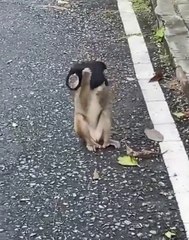 Ce singe porte mieux le masque que la plupart des humains