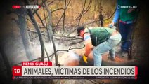 Decenas de animales muertos a causa de los incendios en la Chiquitania