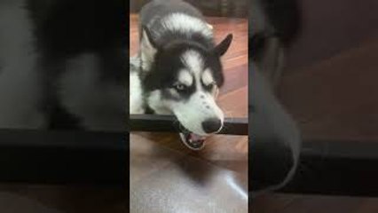 Goofy Husky Derps Under Desk