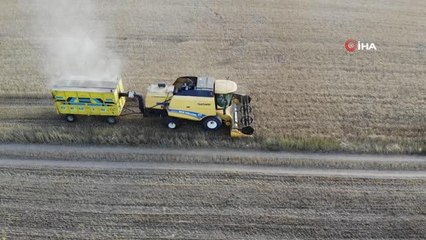 Tokat'ta buğday rekoltesinde artış bekleniyor