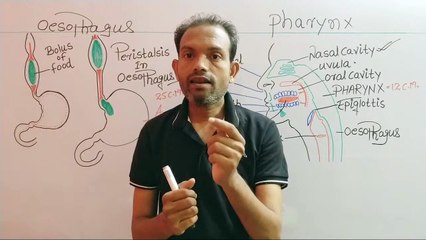 CBSE10th Biology,Human Digestive Sym.,Pharynx and Oesophagus,ms patel e learning_HD