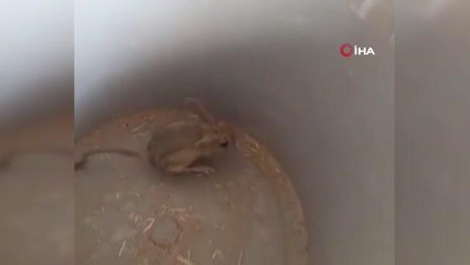 Elazığ'da nesli tükenme tehlikesi altında bulunan Arap tavşanı görüntülendi
