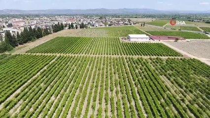 Son dakika haberleri... Üzümcünün kulağı bakandan gelecek müjdeli haberde