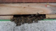 Küresel iklim değişikliği ve afetlerden en çok etkilenen arılar oldu