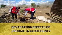 Devastating effects of drought in Kilifi county